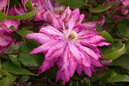 Enjoy two flushes of flowers from Clematis 'Kaen' with proper pruning. Credit: 911±¬ÁÏ/Tim Sandall.