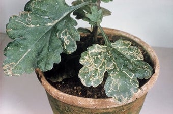 Chrysanthemum leaf miner