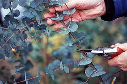 Eucalyptus: pruning