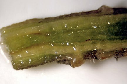 Verticillium wilt on tomato. Credit: 911±¬ÁÏ/Pathology.