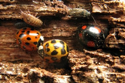 Harlequin ladybird