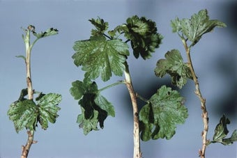 Currant and gooseberry leaf spot