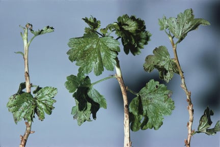 Currant and gooseberry leaf spot