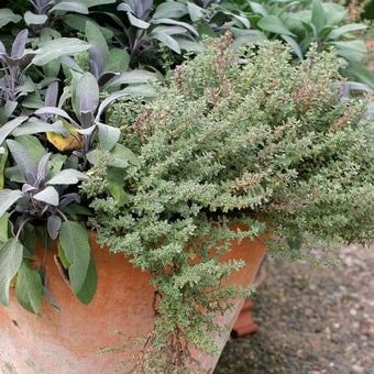 Herbs in containers