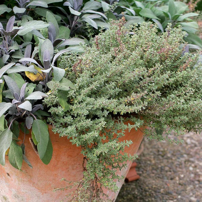 Herbs in containers