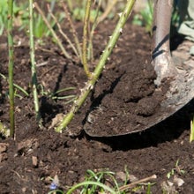 Adding organic mulch to the soil helps feed plants