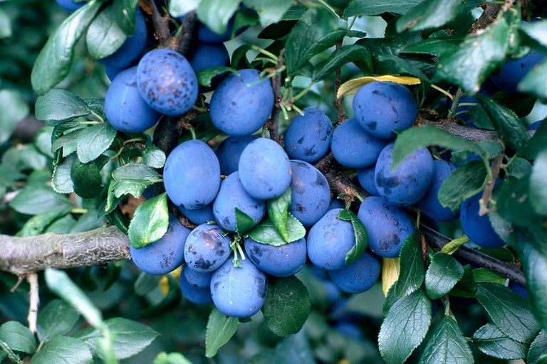 Buy damsons at RHSplants.co.uk
