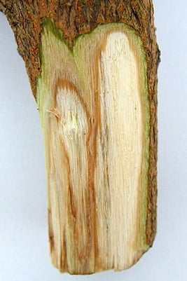 Verticillium wilt on Cotinus.