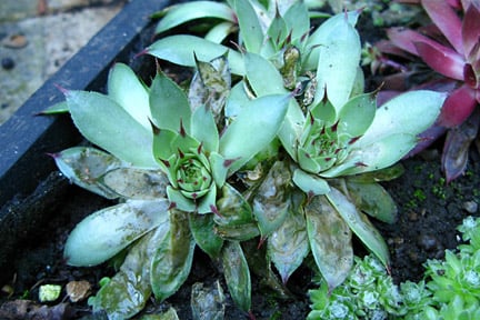 Damage caused by sempervivum leaf miner. Image: 911±¬ÁÏ