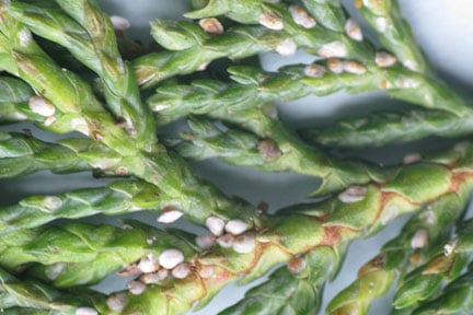 Juniper scale on juniper
