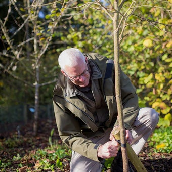Trees: buying and planting specimens