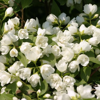 Fragrant plants
