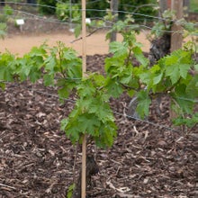 If you want to grow several vines outdoors, Guyot training is a good option
