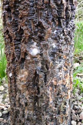 Cordyline slime flux