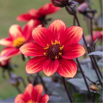 Rabbit-resistant plants