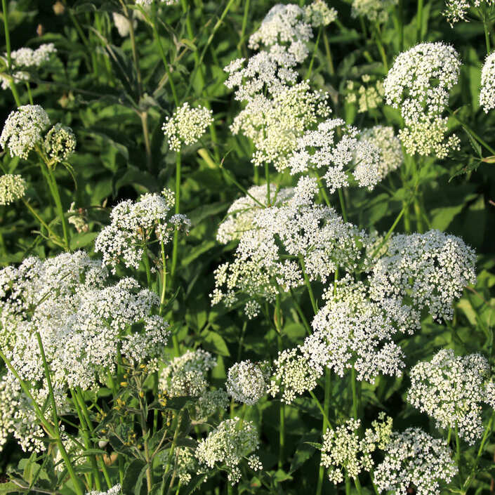 Cow parsley