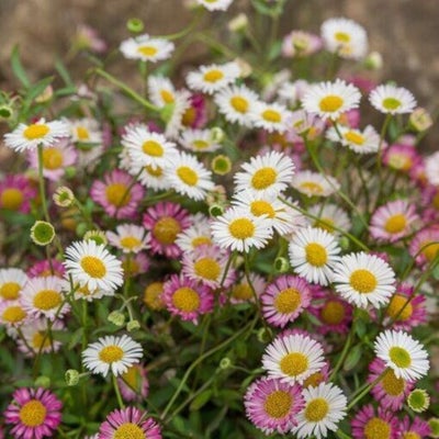 <i>Erigeron karvinskianus</i> is long-flowering and excellent for pollinators