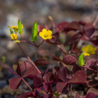 Oxalis