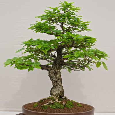Bonsai
