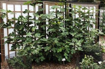 Figs: pruning and training