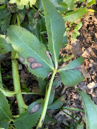 Hellebore leaf spot