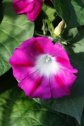 Climbers: using annuals