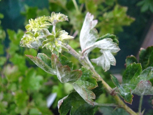 White growth of American gooseberry mildew on a young shoot. Image: John Scrace