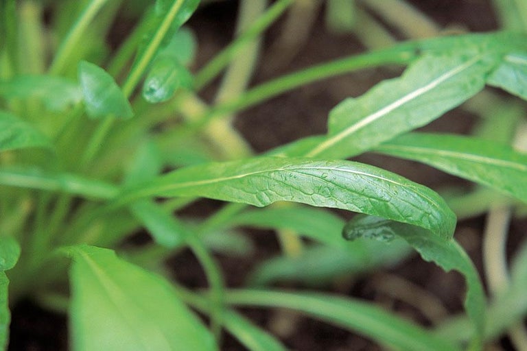 Buy mizuna and mibuna at RHSplants.co.uk