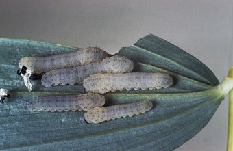 Solomon's seal sawfly