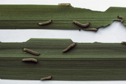 Iris sawfly (<EM>Rhadinoceraea micans</EM>) on yellow flag iris (<EM>Iris pseudacorus</EM>)