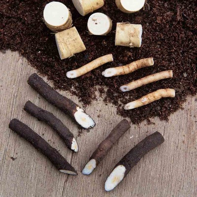 Prepared root cuttings. 911/Tim Sandall