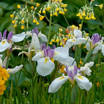 <i>Primula florindae</i> and <i>Iris ensata</i> ‘Machinusume’ at 911±¬ÁÏ Wisley