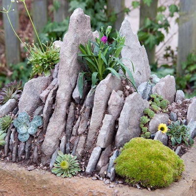 Planted up crevice trough