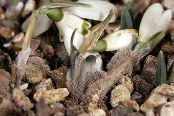 Snowdrop grey mould