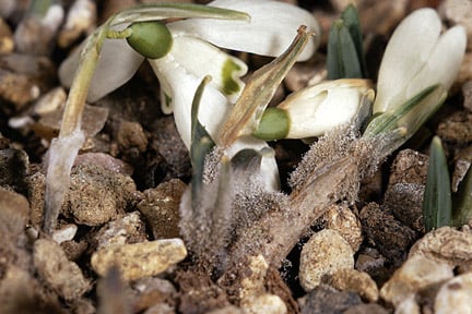 Grey mould on snowdrops. Image: 911±¬ÁÏ, Horticultural Science