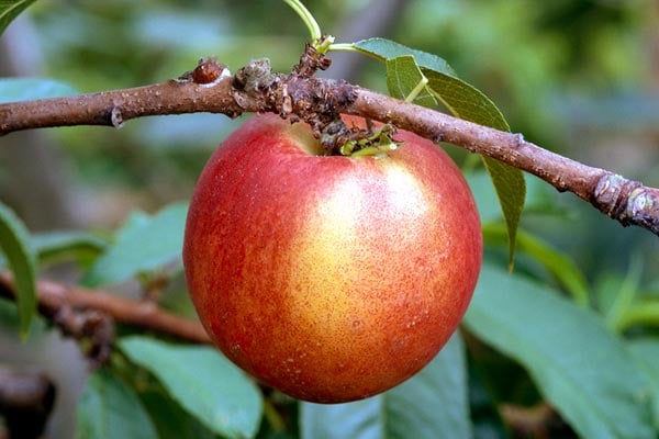 Buy nectarines at RHSplants.co.uk