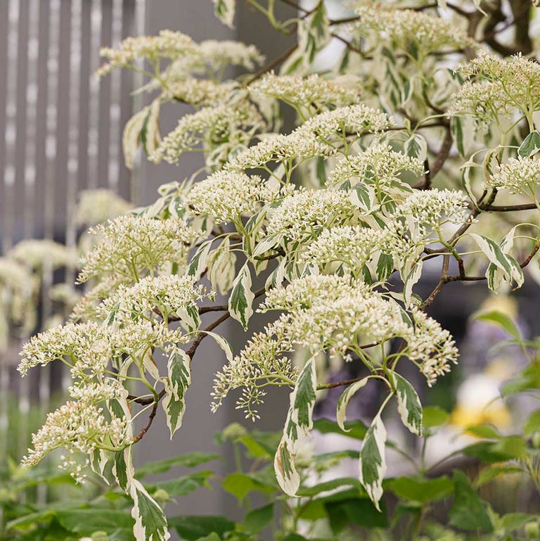 Trees and shrubs: variegated foliage