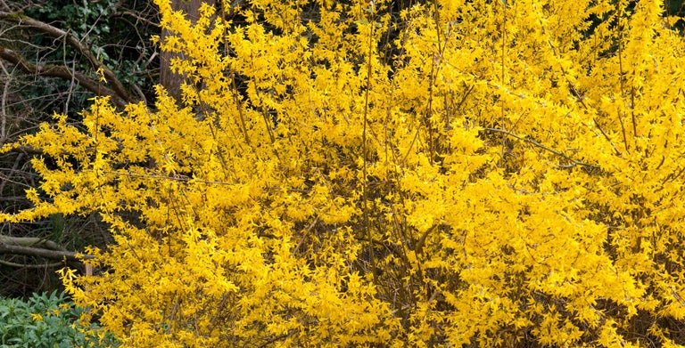 Forsythia