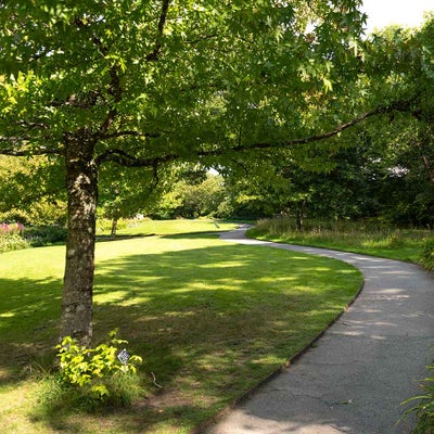 Improve patchy lawns in shade by feeding in autumn