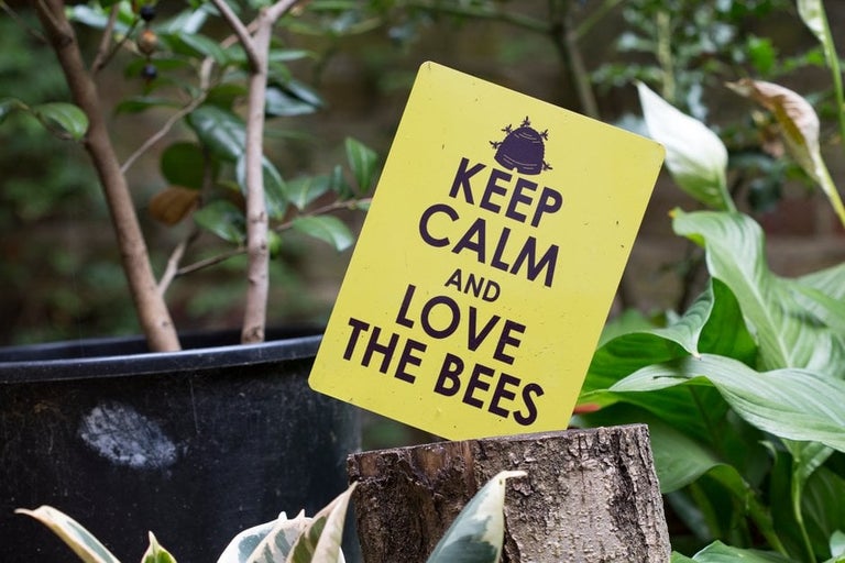 Wildlife gardening for health and wellbeing