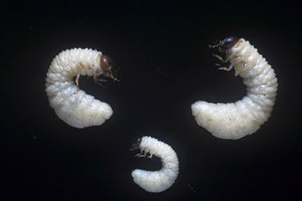 Chafer grubs in lawns