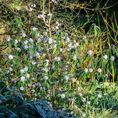 <i>Daphne bholua </i> ‘Jacqueline Postill’ in a border