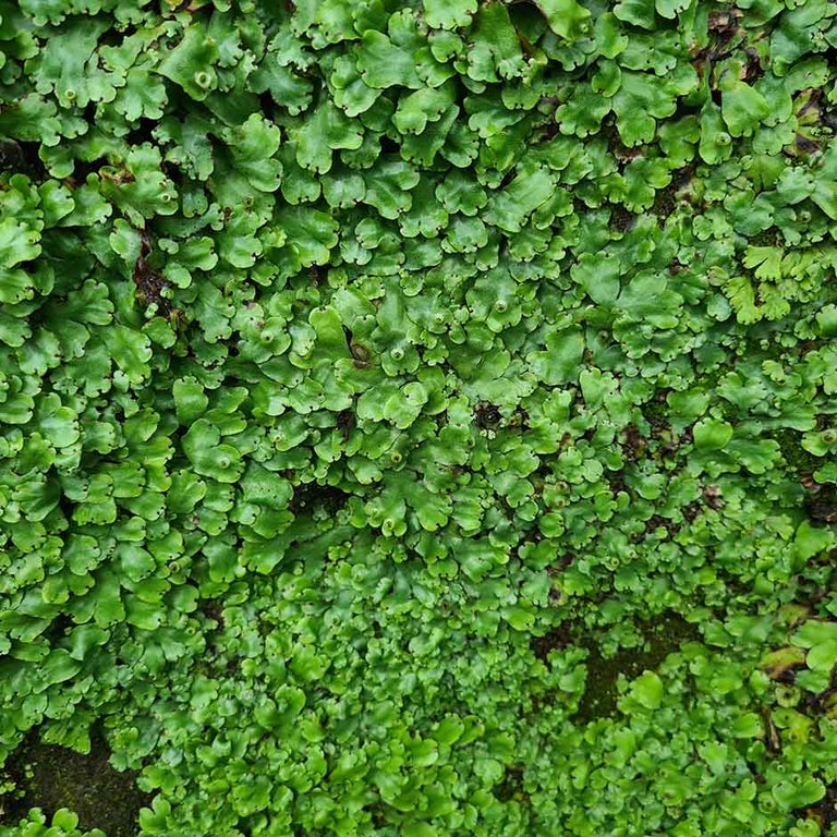 Algae, liverworts and mosses on borders and containers