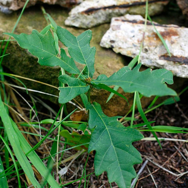 Trees and shrubs from seed