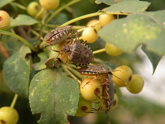 Brown marmorated stink bug (<em>Halyomorpha halys</em>) Credit: T. Haye / CABI