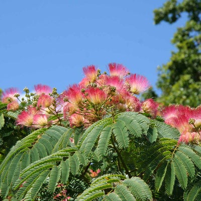 Albizia julibrissin