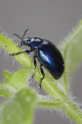 Blue mint beetle Image: 911±¬ÁÏ/Science