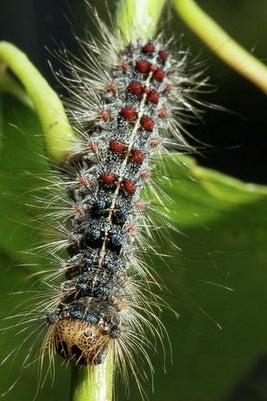 Gypsy moth caterpillar (<EM>Lymantria dispar</EM>) 911 / Sian Tyrrell