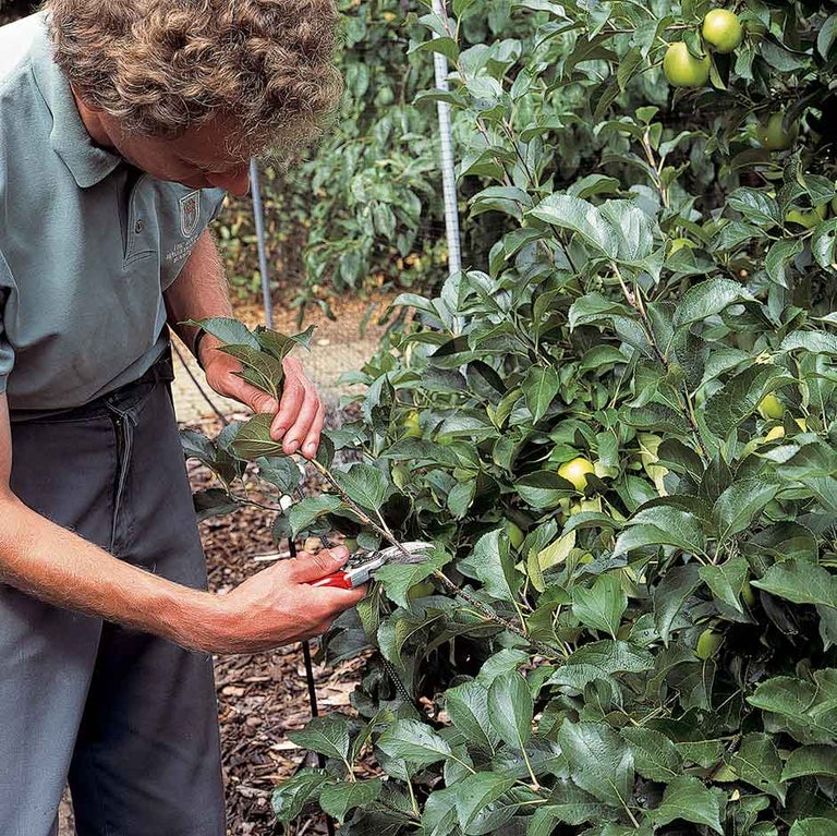 Apples and pears: summer pruning