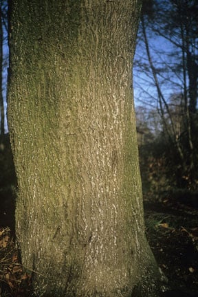 Beech scale